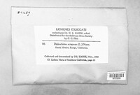 Diploschistes scruposus image